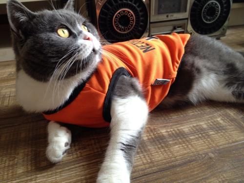 APPѹرգҪûһ˵Ļᡱ